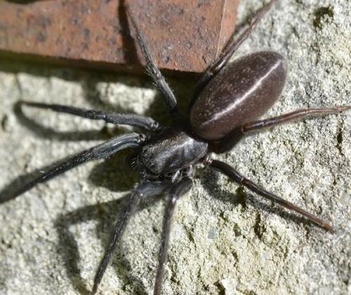 Segestria florentina